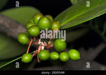 Tender fruit of Ber, Ziziphus mauritiana, Rhamnaceae, Satara, Maharashtra, India Stock Photo