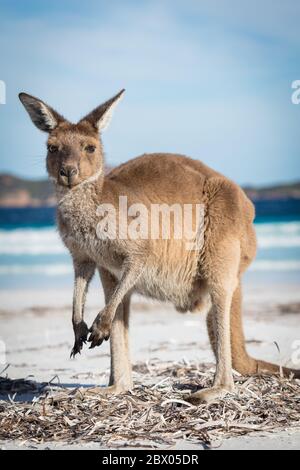 A kangaroo portrait on the beach at Lucky Bay in the Cape Le Grand National Park, near Esperance, Western Australia Stock Photo