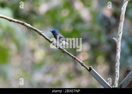 The black-naped monarch or black-naped blue flycatcher , Hypothymis azurea, female, India Stock Photo