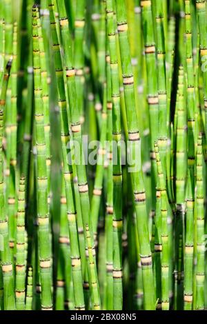 Equisetum Hyemale (Equisetum japonica), Dutch Rush, perennial herb. Horsetail. Scouring Rush Stock Photo