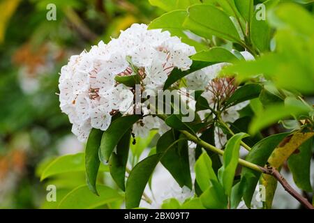 Kalmia latifolia.  Calico bush, Mountain laurel, Sheeps Laurel or spoonwood Stock Photo