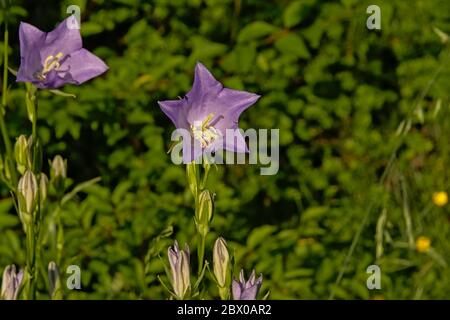 Chinese bellflowers in the garden - Platycodon grandiflorus. Stock Photo