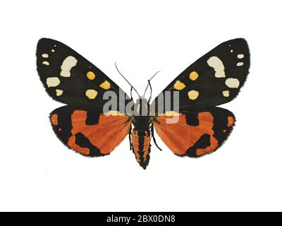 Beautiful scarlet tiger moth (Callimorpha dominula L.) isolated on white background Stock Photo