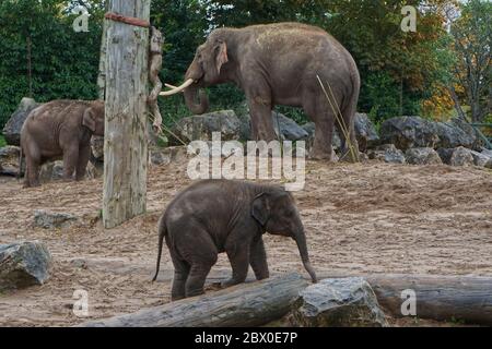 Closeup of two young elephants, following their mom Stock Photo