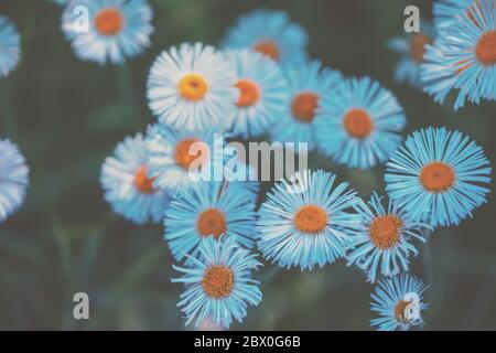 Vintage Erigeron flowers. Beautiful nature flowers background. Spring nature background. Top view Stock Photo