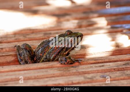 Frog, a beautiful frog is sitting at a garden pond Stock Photo