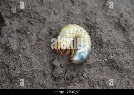 Common Cockchafer (Melolontha melolontha) Stock Photo