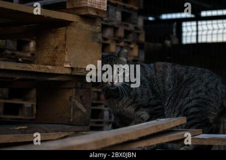 Shy cat hiding behind pallets. Stock Photo