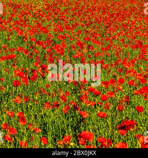 Red Common poppy flowers gleaming under the sun Stock Photo - Alamy