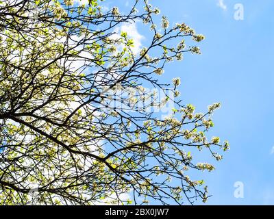 spring in city - bottom view of branches of old cherry tree with white blossoms and blue sky with white clouds on background on sunny day Stock Photo