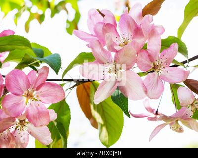 spring in city - pink blossoms of apple tree close up in urban garden (focus on the flower in center on foreground) Stock Photo