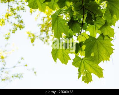spring in city - twig of maple tree with green leaves close up in urban park on sunny day Stock Photo