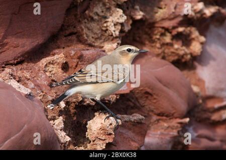 WHEATEAR, Scotland, UK. Stock Photo
