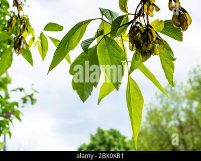 spring in city - twigs of ash-leaved maple tree with green leaves close up in urban park on overcast day (focus on the long leaf in the bottom center) Stock Photo