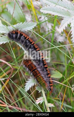 FOX MOTH CATERPILLAR (Macrothylacia rubi) final instar larva, Holy Island of Lindisfarne, UK. Stock Photo
