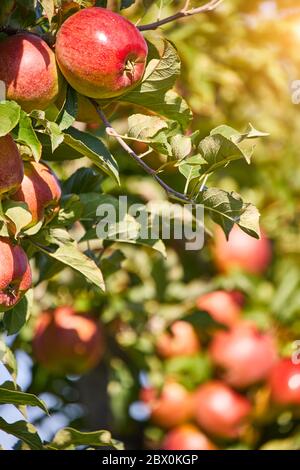 Juicy red apples hanging on the branch in the apple orchrad during autumn. Stock Photo