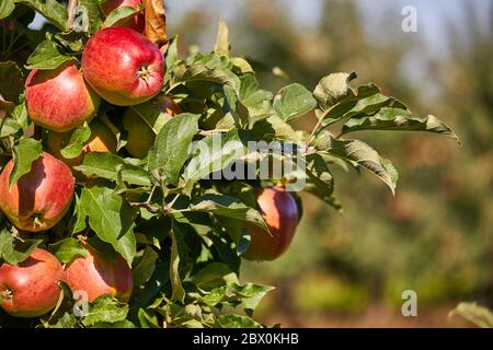 Juicy red apples hanging on the branch in the apple orchrad during autumn. Stock Photo