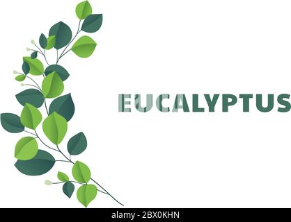 Eucalyptus silver dollar brunch.  Stock Vector