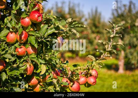Juicy red apples hanging on the branch in the apple orchrad during autumn. Stock Photo