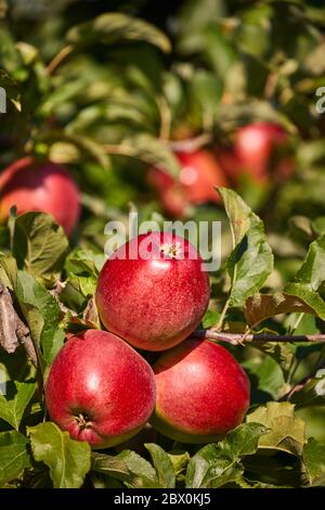 Juicy red apples hanging on the branch in the apple orchrad during autumn. Stock Photo