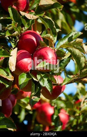 Juicy red apples hanging on the branch in the apple orchrad during autumn. Stock Photo