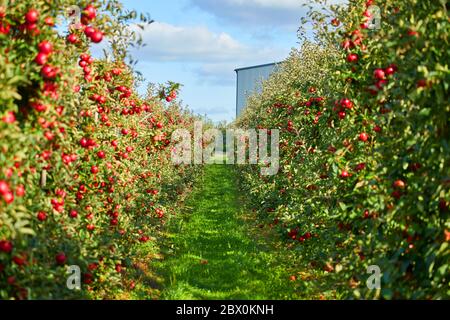 Juicy red apples hanging on the branch in the apple orchrad during autumn. Stock Photo