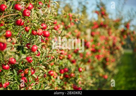 Juicy red apples hanging on the branch in the apple orchrad during autumn. Stock Photo