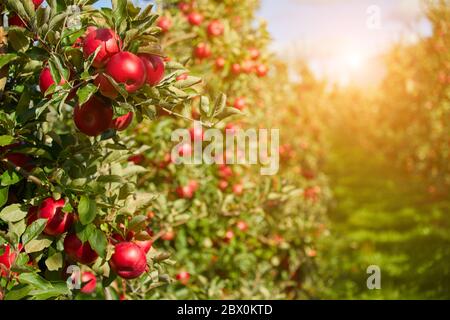 Juicy red apples hanging on the branch in the apple orchrad during autumn. Stock Photo