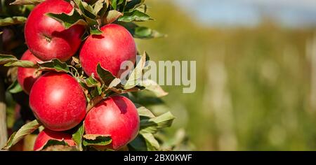 Juicy red apples hanging on the branch in the apple orchrad during autumn. Stock Photo