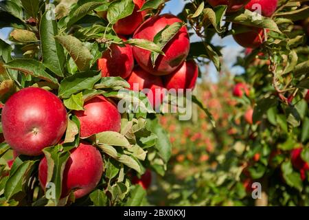 Juicy red apples hanging on the branch in the apple orchrad during autumn. Stock Photo
