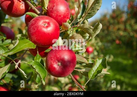 Juicy red apples hanging on the branch in the apple orchrad during autumn. Stock Photo