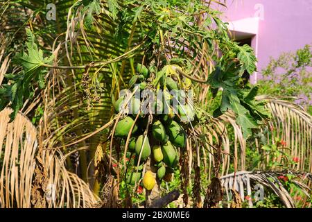 close up of organic unripe papaya fruit growing on the tree n India Stock Photo