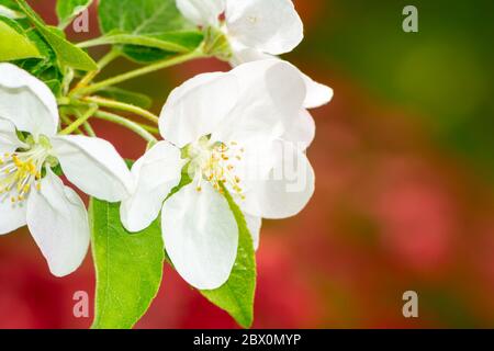Spring time - flowering apple tree with white blossoms. Stock Photo