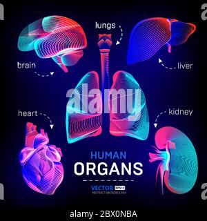 Vector set of different human inner organs contour or wireframe for medical infographics in abstract 3d geometry lines texture and outline gradient wa Stock Vector