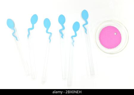 In vitro fertilization concept. Sperm and egg cell on test tube and petri dish in laboratory. Stock Photo