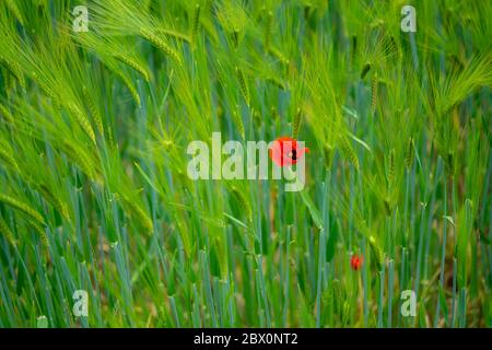 Poppy in a wheat field,  Germany Stock Photo