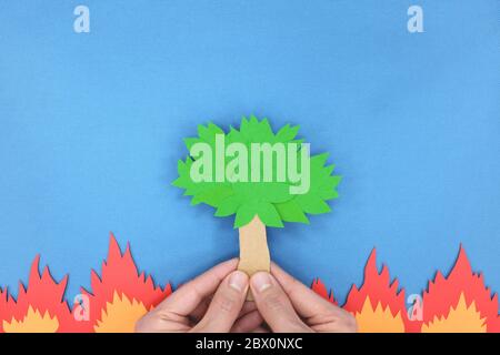 Forest fire and wildfire concept. Hands holding a tree on fire. Blue background. Stock Photo