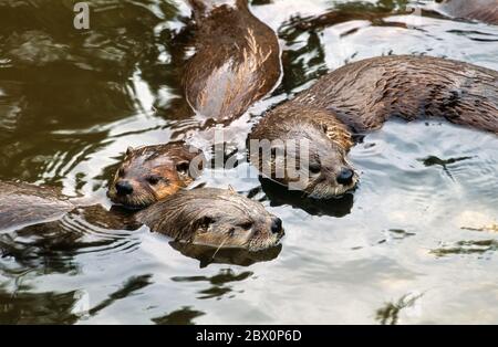 A family of European Otters (Lutra lutra) swimming in water, Dartmoor Otter Sanctuary, Buckfastleigh, Devon, UK Stock Photo