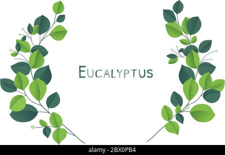 Eucalyptus silver dollar brunch.  Stock Vector