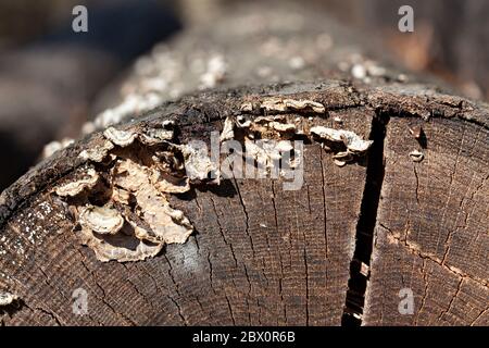 Cut logs - Rough textured surface with rings, cracks and wave pattern. Flat rustic wooden background Stock Photo
