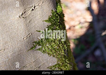 Beautiful green moss on the tree trunk, moss close up, macro. Beautiful background of moss for wallpaper. Stock Photo