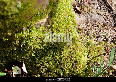 Beautiful green moss on the tree trunk, moss close up, macro. Beautiful background of moss for wallpaper. Stock Photo