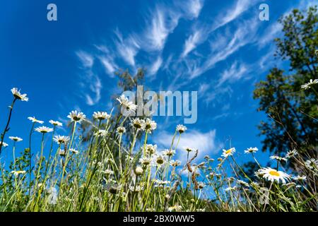 Blue sky with cirrus clouds, filigree ice clouds at high altitudes, harbingers of warmer weather, lean meadow marguerite flowers, Stock Photo