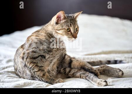 a beautiful tricolor cat sits on the bed and looks away Stock Photo