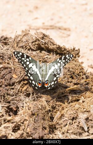 Citrus Swallowtail butterfly or Christmas Butterfly (Papilio demodocus) on fresh elephant dung, Addo Elephant National Park, Eastern Cape South Africa Stock Photo