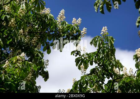 Chestnut in bloom on the background of a blue sky with white clouds Stock Photo