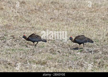 Couple of Red-naped Ibis (Pseudibis papillosa), Kanha National Park and Tiger Reserve, Madhya Pradesh, India Stock Photo