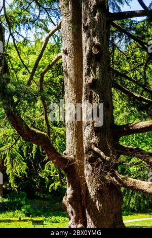 Bark and trunk of old Pine Tree Stock Photo