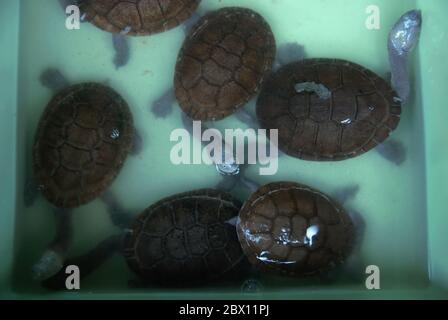 Rote Island's endemic snake-necked turtles (Chelodina mccordi) at a licensed ex situ breeding site in Jakarta, Indonesia. Stock Photo