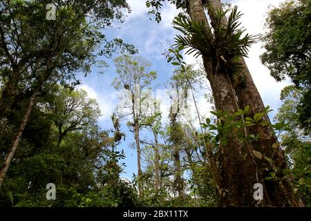 Tropical rainforest in Gunung Halimun Salak National Park, West Java, Indonesia. Stock Photo